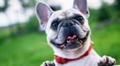Assurance chien et chat