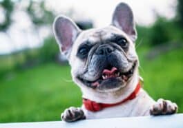 Assurance chien et chat